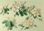 Blossoms<br><small>Paul de Longpre