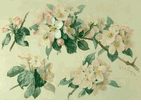 Blossoms<br><small>Paul de Longpre