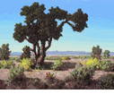 California Landscape<br><small>Conrad Buff