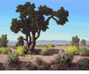 California Landscape<br><small>Conrad Buff