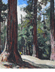 California Redwoods<br><small>Millard Sheets