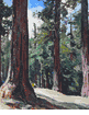 California Redwoods<br><small>Millard Sheets