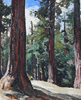 California Redwoods<br><small>Millard Sheets