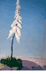Candle of God Plant<br><small>Conrad Buff