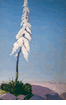 Candle of God Plant<br><small>Conrad Buff