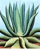Maguey<br><small>Henrietta Shore