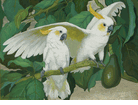 Citron Cockatoos and Avocado<br><small>Jessie Arms Botke