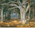 Del Monte Forest<br><small>Detlef Sammann