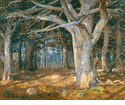 Del Monte Forest<br><small>Detlef Sammann