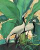Demoiselle Cranes<br><small>Jessie Arms Botke