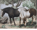 Douglass Parshall