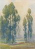  Eucalyptus<br><small>Percy Gray