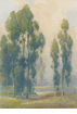  Eucalyptus<br><small>Percy Gray