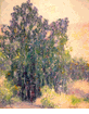 Eucalyptus Trees<br><small>William Clapp