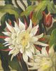 Floral Orchid Cacti (Epiphyllum)<small><br>Elsie Palmer Payne