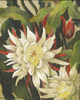 Floral Orchid Cacti (Epiphyllum)<small><br>Elsie Palmer Payne