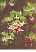 Flowers<br><small>Conrad Buff