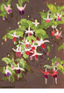 Flowers<br><small>Conrad Buff