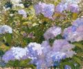 Hydrangea<br><small>Theodore Criley