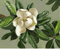 Magnolia<br><small>Conrad Buff