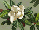 Magnolia<br><small>Conrad Buff