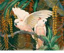 Molucca Cockatoos<br><small>Jessie Arms Botke
