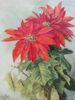 Poinsettia<br><small>Paul de Longpre
