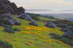 Poppies and Wild Lilac near Snyders, Santa Barbara<br><small>John Marshall Gamble