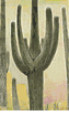 Saguaro<br><small>Frederick Wight