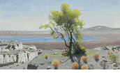 Palo Verde Tree at the Salton Sea