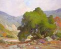 The Live Oak near Hemet<br><small>Anna Hills