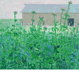 Thistle <br><SMALL>Robert Frame