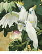Three Sulphur Crested Cockatoos <br><small> Jessie Arms Botke