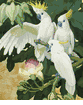 Three Sulphur Crested Cockatoos <br><small> Jessie Arms Botke