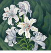 Tiger Lillies<br><small>Henrietta Shore