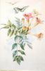 Trumpet Flowers and Butterflies<br><small>Paul de Longpre