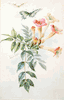 Trumpet Flowers and Butterflies<br><small>Paul de Longpre