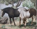 Two Horses<br><small>Douglass Parshall