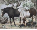 Two Horses<br><small>Douglass Parshall