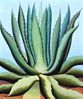 Maguey<br><small>Henrietta Shore