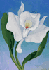 White Radiance<br><small>Henrietta Shore