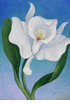 White Radiance<br><small>Henrietta Shore
