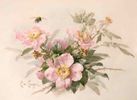 Wild Roses with Bee<br><small>Paul de Longpre