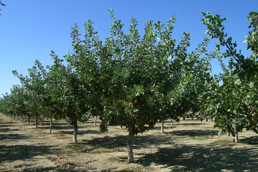 Pistachio Trees