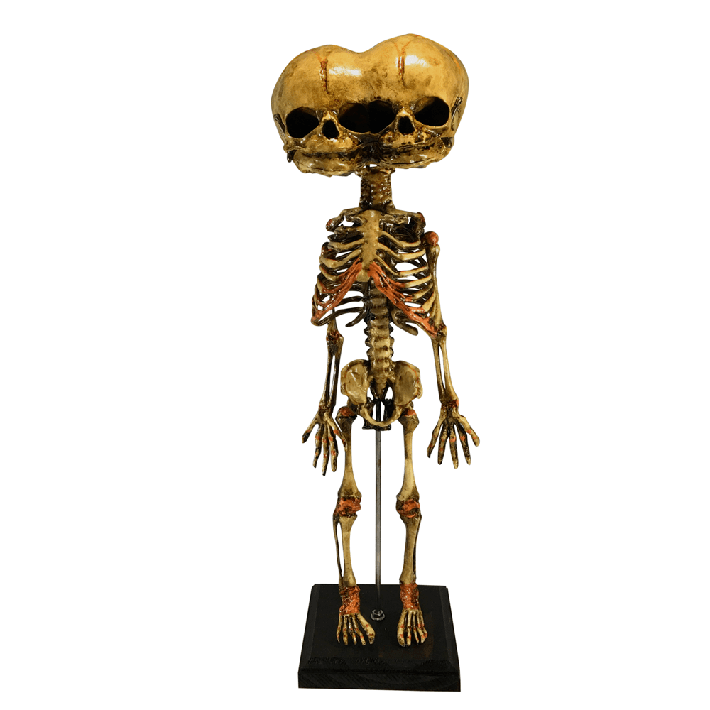 Triclops Three Eyed Baby Fetus Skeleton