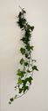 Green Ivy