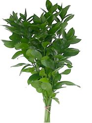 Israeli Ruscus