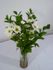 Israeli Ruscus