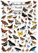 Master Pieces 1000 PC Puzzle Butterflies Of North America