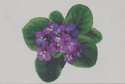 African Violet #4